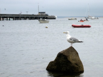 evil sea gull