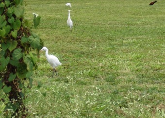 Cattle Egret