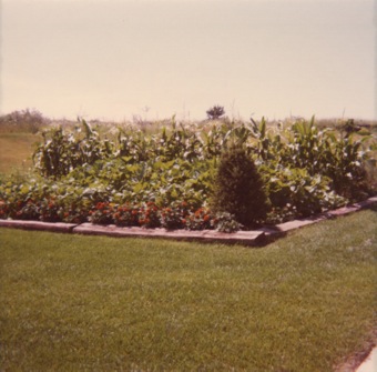 2260 Steeplechase back yard 4