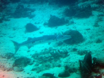 Barracuda