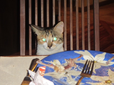 Lazy kitty at the dinner table