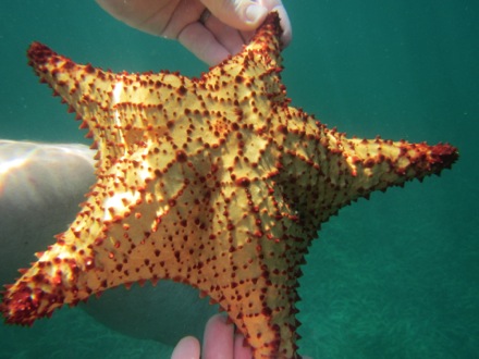 Starfish