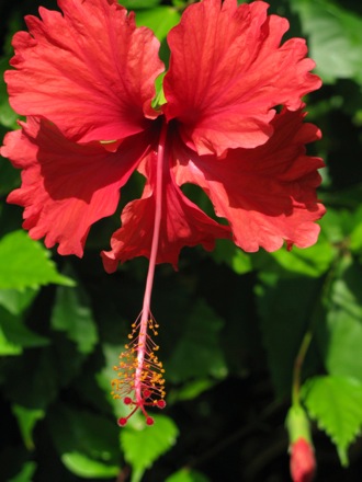 hibiscus