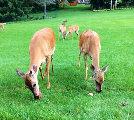 They were right next to the step