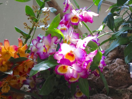 Orchids