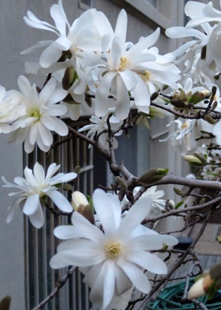 Magnolia in front of apartment
