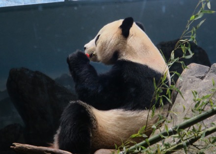 Bei Bei (baby)