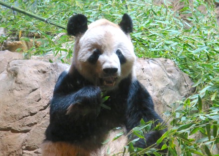 Tian Tian (Dad)