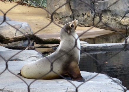 Sea Lion