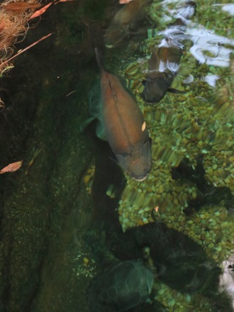 Black Pacu in Amazonia