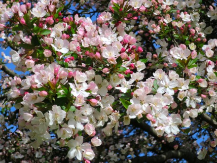 Flowering crabapple