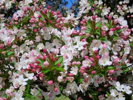 Flowering crabapple