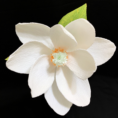 Magnolia Grandiflora (Southern Magnolia)
