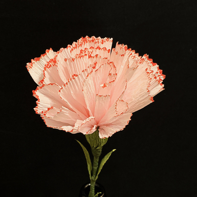 Pink Carnation