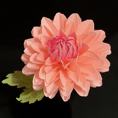 Pink Dahlia