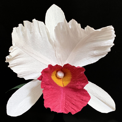 White Cattleya Orchid