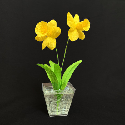 Daffodil, Mini