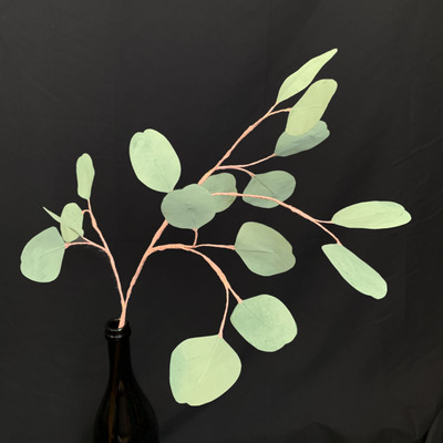 Eucalyptus Greenery, Silver Dollar