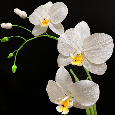 Phalanopsis Orchid