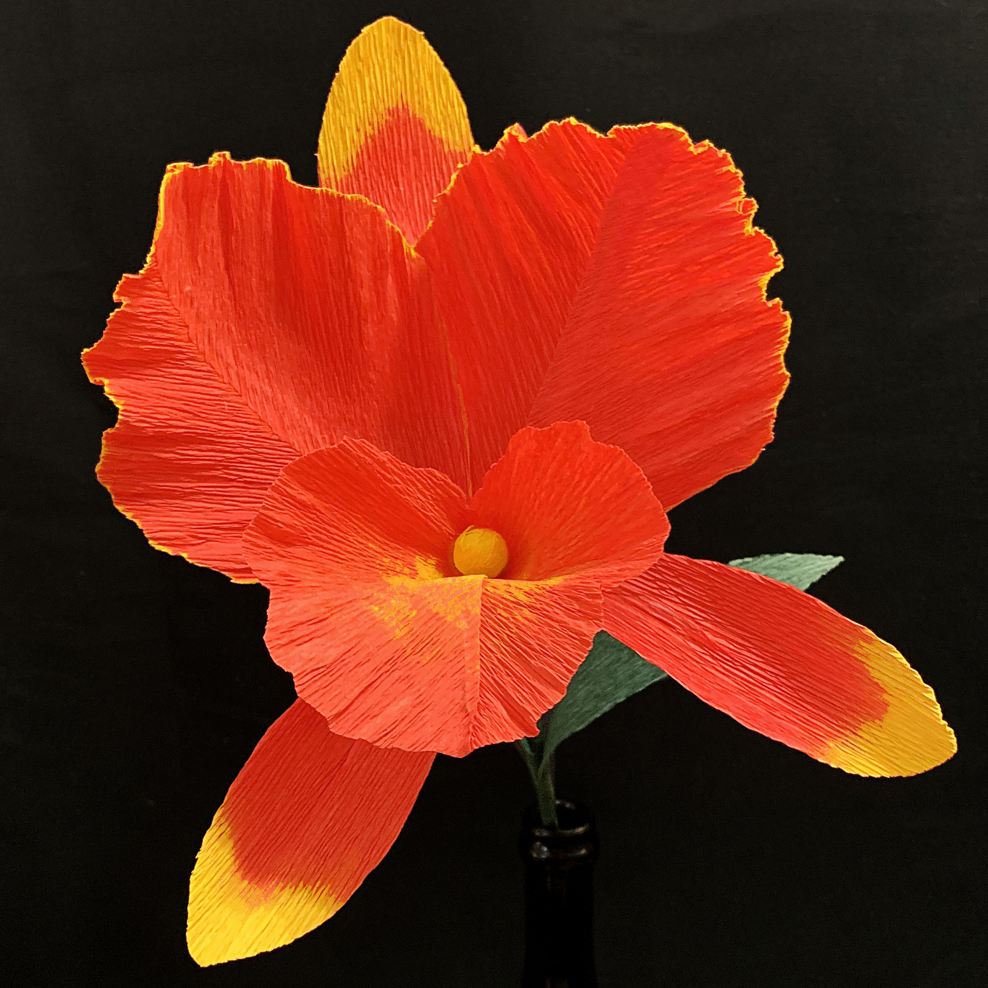 Red Cattleya Orchid