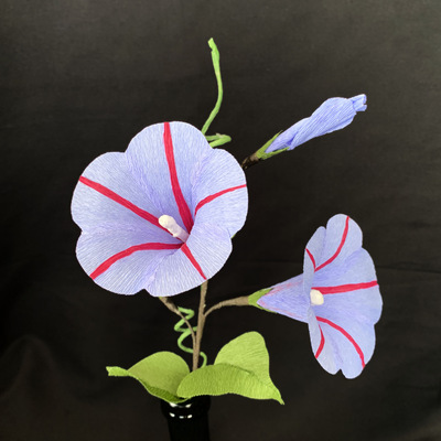 Morning Glory