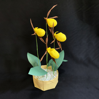 Lady's Slipper, Yellow